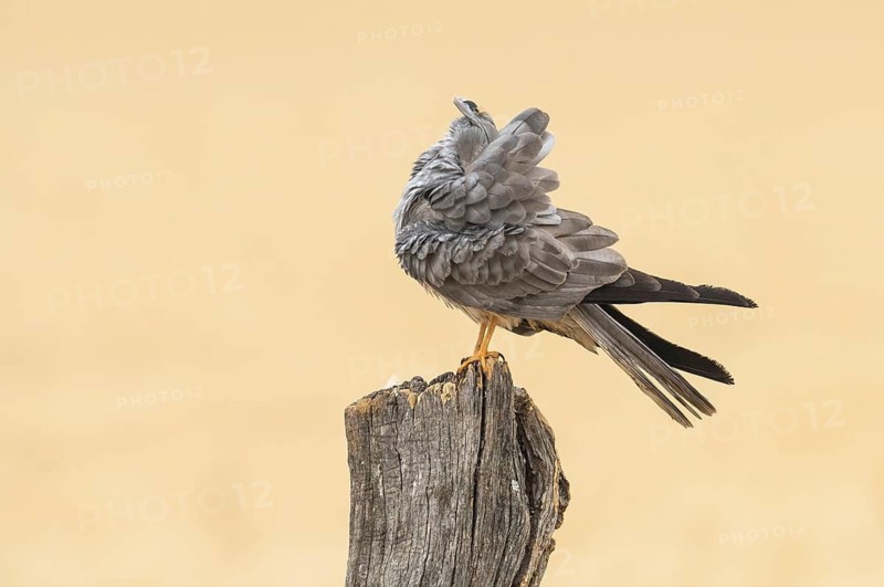 Montagu's Harrier (Circus pygargus) male perched on a post cleaning its feathers, Andalusia, Spain