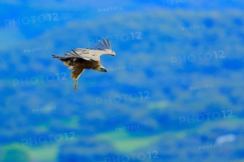 Griffon Vulture (Gyps fulvus) flying, Andalusia, Spain