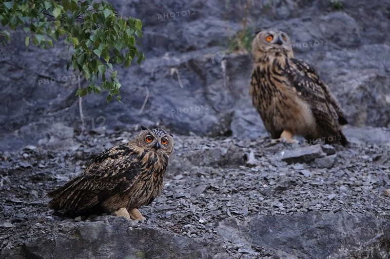 Eurasian Eagle-Owl (Bubo bubo) juvenile, North Rhine-Westphalia, Germany