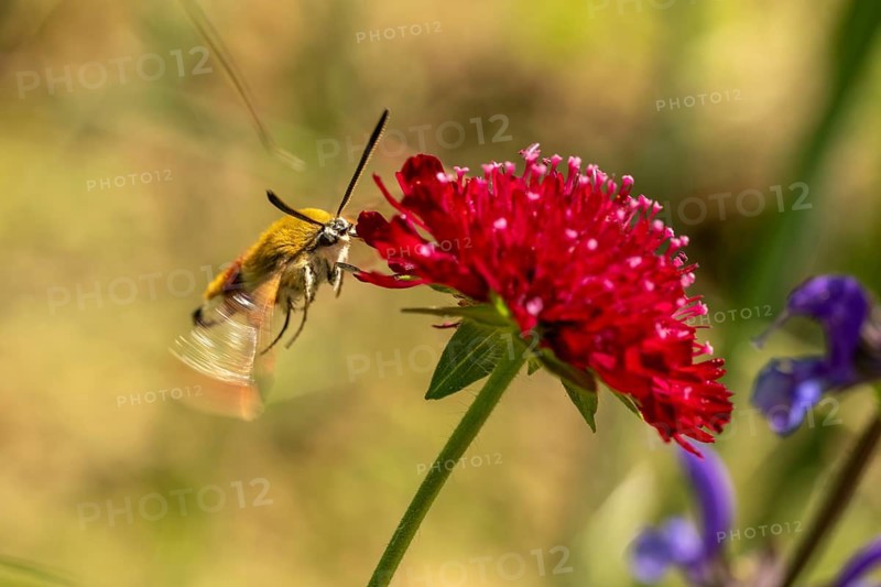 Hummingbird hawk-moth (Macroglossum stellatarum) on red widow flower (Knautia macedonica), Liederbach, Dillendorf, Rhineland-Palatinate, Germany
