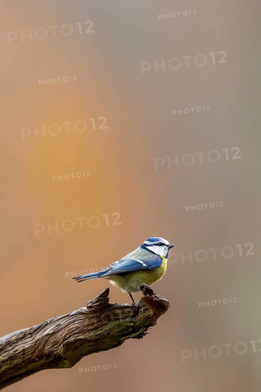 A blue tit perched on a branch against a blurred background in warm colours, blue tit (Cyanistes caeruleus) perched on a tree root, Baden-Württemberg, Germany