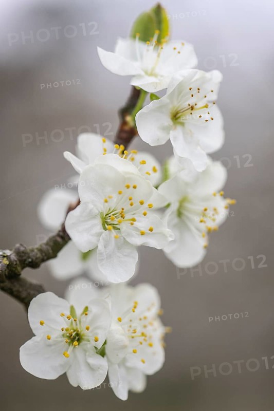 Pear blossom (Pyrus communis), Emsland, Lower Saxony, Germany
