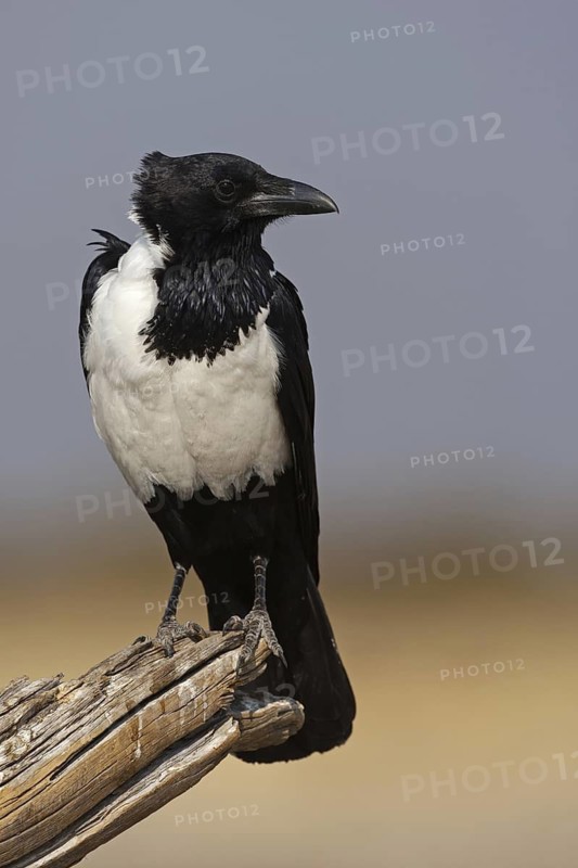 Pied Crow (Corvus albus), Oshikoto, Namibia