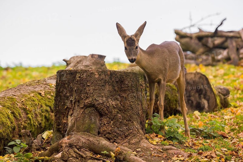 One female Roe Deer, (Capreolus capreolus), nibbles moss from a tree stump