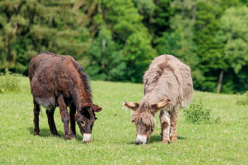 Two domestic donkey (Equus asinus) graze in a green pasture on a sunny day in hilly terrain. Austria