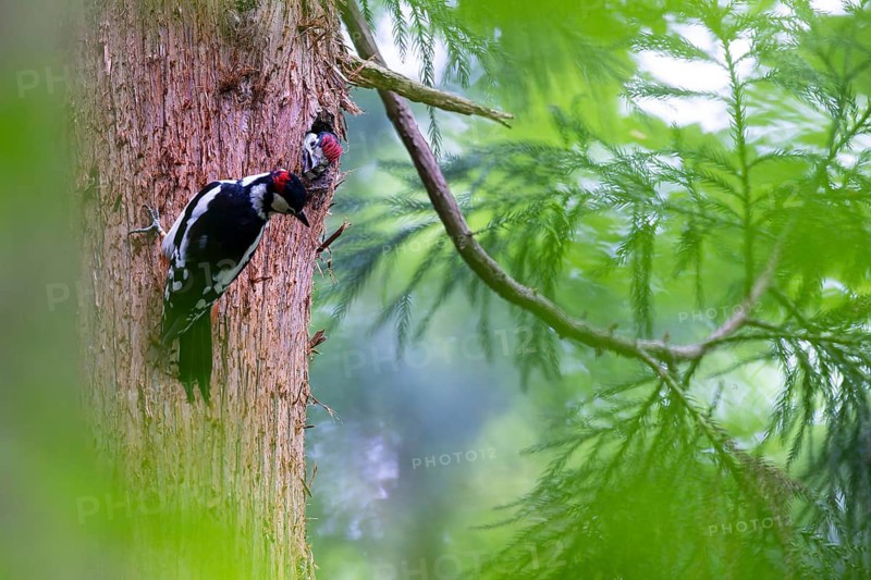 Great spotted woodpecker (Dendrocopos major), begging almost fledged young bird looking out of the nesting cavity, male adult bird sitting next to it on the trunk, Bad Homburg, Hesse, Germany
