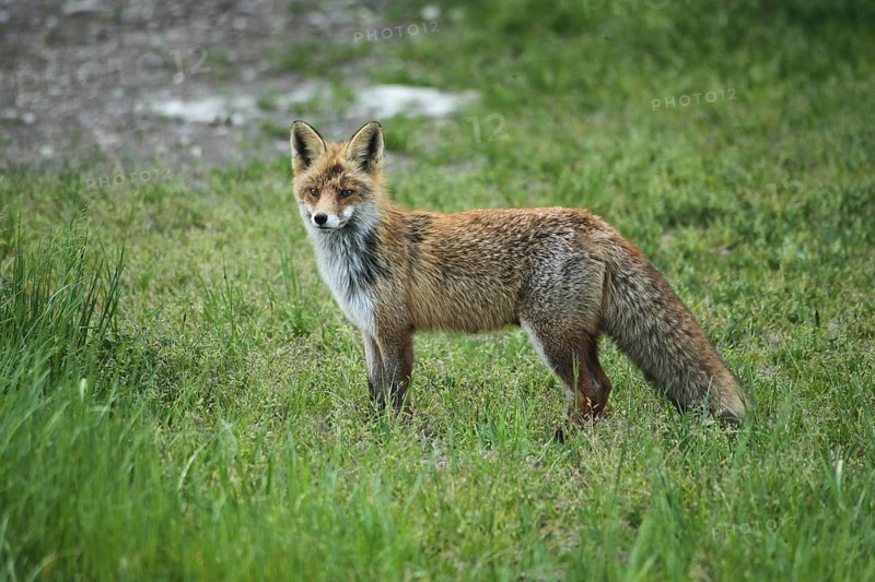 Red lynx (Vulpes vulpes) secured in the meadow, Allgäu, Bavaria, Germany, Allgäu, Bavaria, Germany