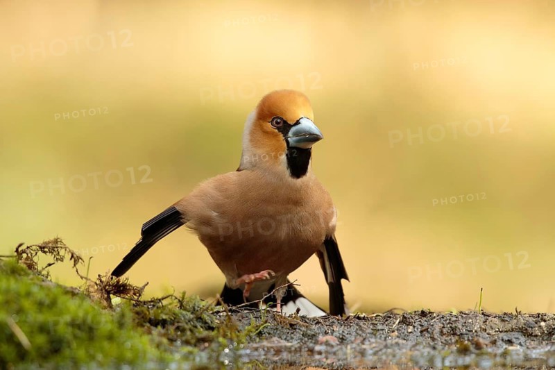 Appelvink doet aan baltsgedrag, Hawfinch doing a mating ritual
