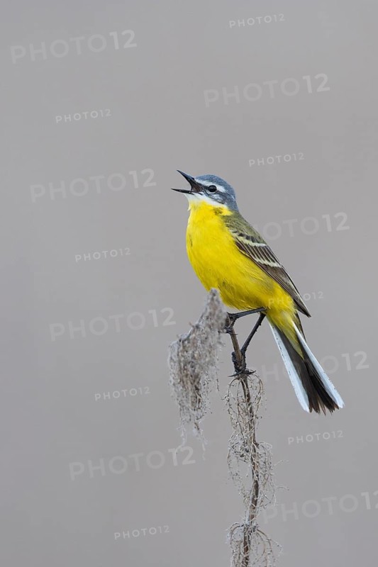 Sykes Wagtail - Schafstelze - Motacilla flava ssp. beema, Russia, adult male