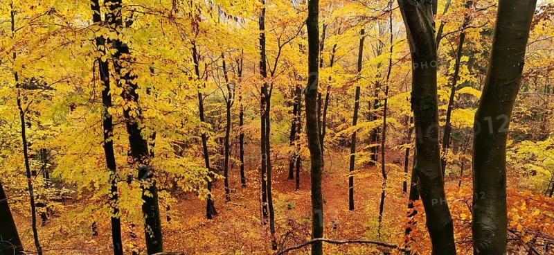 Bright yellow beech forest (fagus) in autumn with an impressive atmosphere, hiking in autumn, Franconian Forest nature park Park, Upper Franconia