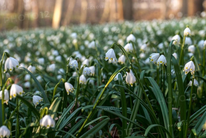 Amaryllidaceae, spring knot flower, leucojum vernum, fairy tale cup, daffodil, flora, spring, plants, spring, spring snowflake