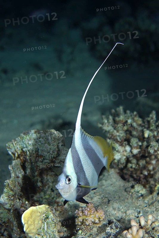 Schooling bannerfish (Heniochus diphreutes)