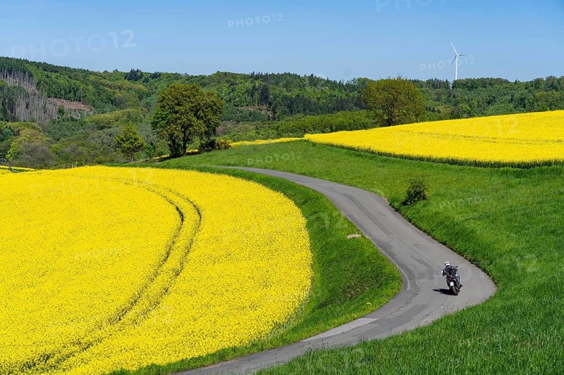 Motorbike on a small country road through rapeseed fields in full bloom, spring in Elfringhauser Schweiz, hilly landscape south of the Ruhr here near Hattingen-Elfringhausen, transition to the Bergisches Land, North Rhine-Westphalia, Germany