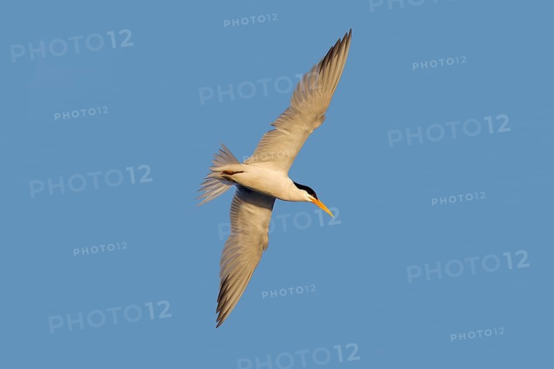 Elegant Tern Sterna elegans San Diego, California, United States 23 June Adult transitioning to winter plumage. Sternidae