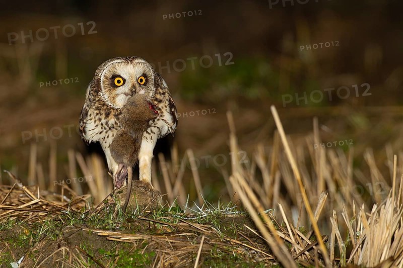 Short-eared Owl (Asio flammeus) with prey, Lisbon, Portugal