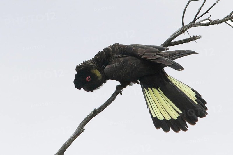 Yellow-tailed Black Cockatoo (Calyptorhynchus funereus) male displaying, Victoria, Australia