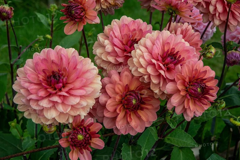 Flowering Dahlias (Dahlia), variety Château de la Bourdaisière in the Dahlia Farm in Löderup, Ystad municipality, Skåne County, Sweden, Scandinavia
