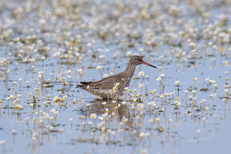 Redshank (Tringa totanus) poking through waters, Tipperne, Ringkøbing Fjord, Denmark