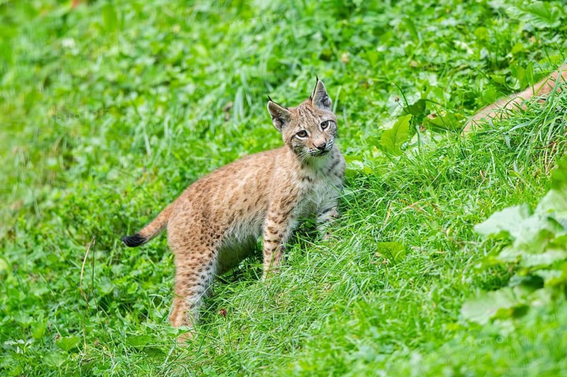 Eurasian lynx (Lynx lynx) youngster on a meadow, Bavaria, Germany