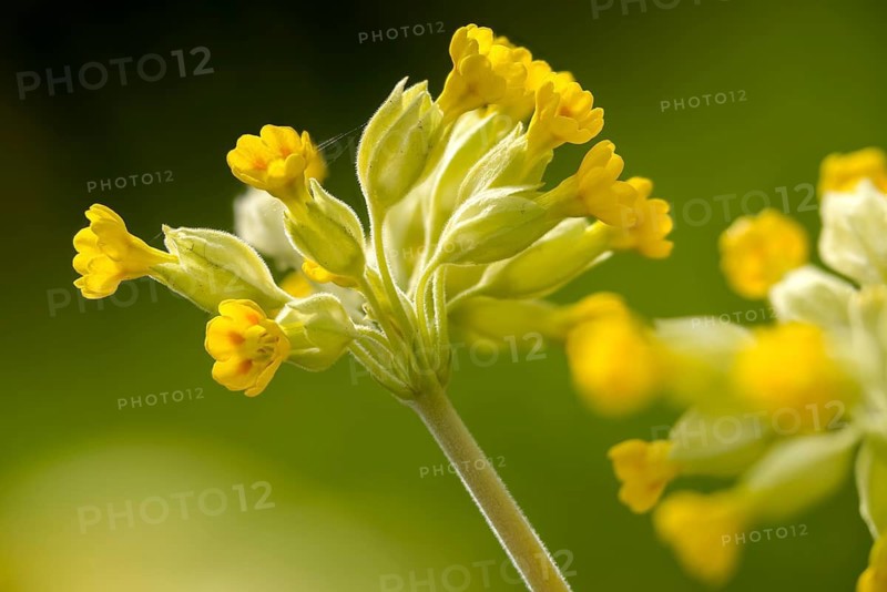 Primrose, Primula officinalis, Primula veris, Primulaceae, Cowslip, Meadowcowflower, fragrant primrose, cowslip, cowslip primrose, flora, spring, plants, plants, spring