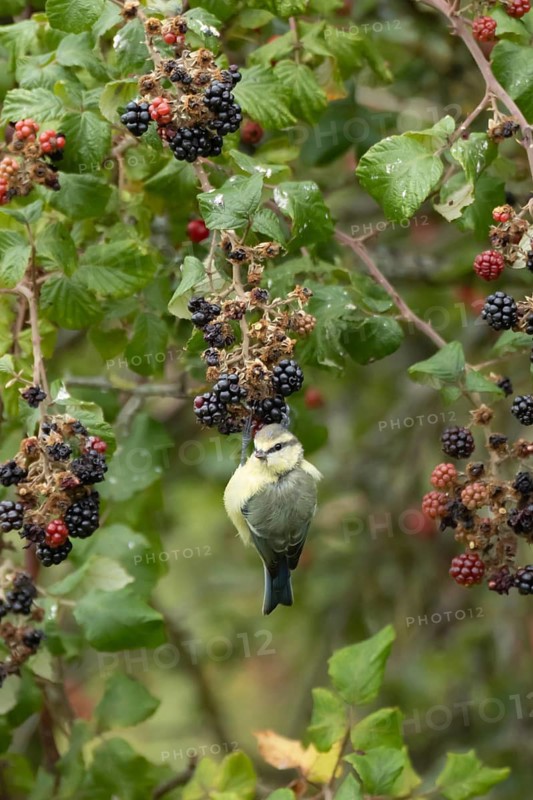 Blue tit (Cyanistes caeruleus) adult bird in a hedgerow on blackberries fruit in summer, England, United Kingdom