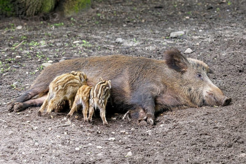 Young wild boars (Sus scrofa) being suckled by the female, Germany