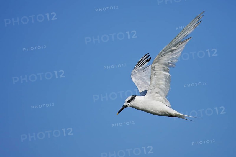 Sandwich Tern (Thalasseus sandvicensis) flying, Mecklenburg-Western Pomerania