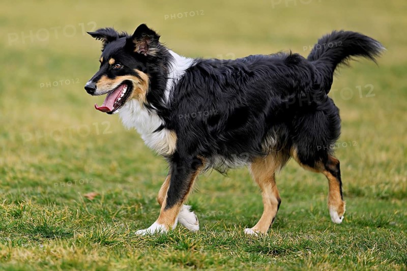 Mixed breed dog between Border Collie and Australian Shepherd jumps across meadow, Switzerland