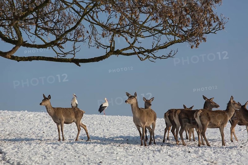 A herd of female red deer standing on a snow covered meadow with two white storks behind them