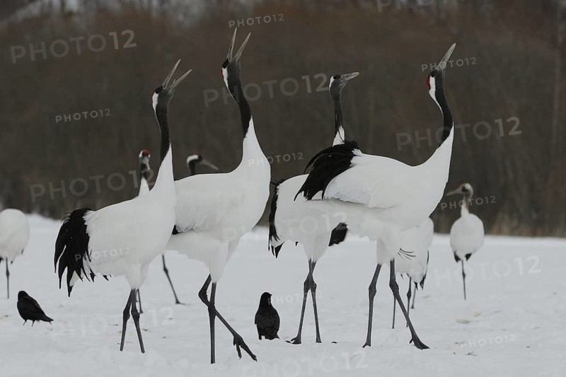 Red-crowned Crane (Grus japonensis) calling, Hokkaido, Japan