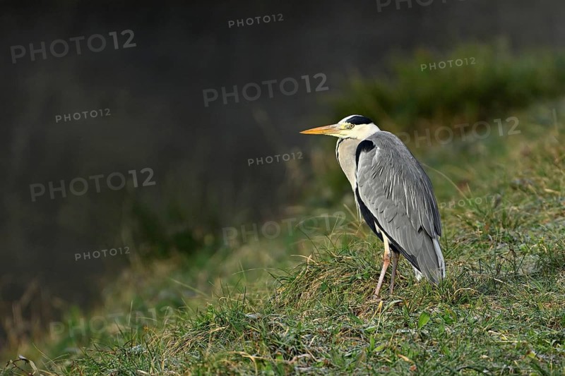 Grey heron (Ardea cinerea), Switzerland