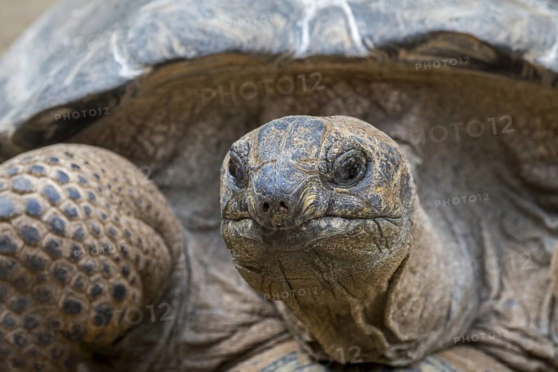 Aldabra giant tortoise (Aldabrachelys gigantea) (Testudo gigantea) native to the islands of the Aldabra Atoll in the Seychelles