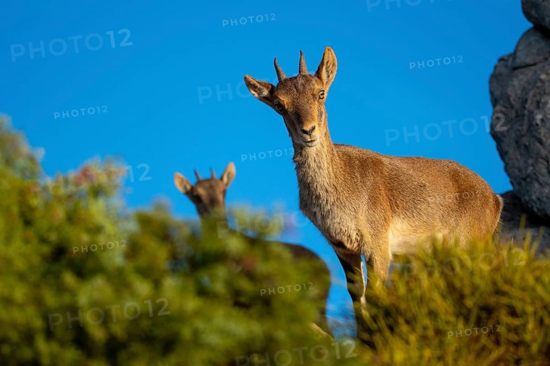 From below, an Iberian ibex stands on a rocky surface with a vibrant blue sky in the background, showcasing its majestic presence and natural habitat in stunning detail