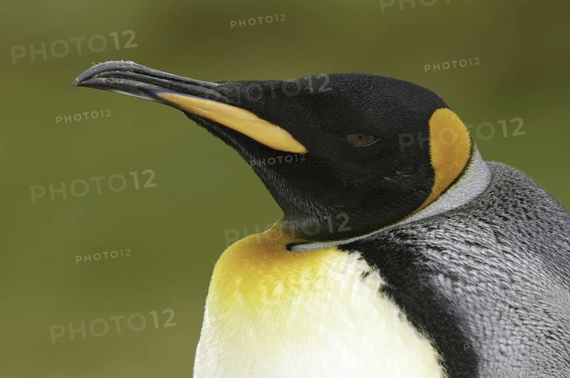 King Penguin (Aptenodytes patagonicus), Falkland Islands