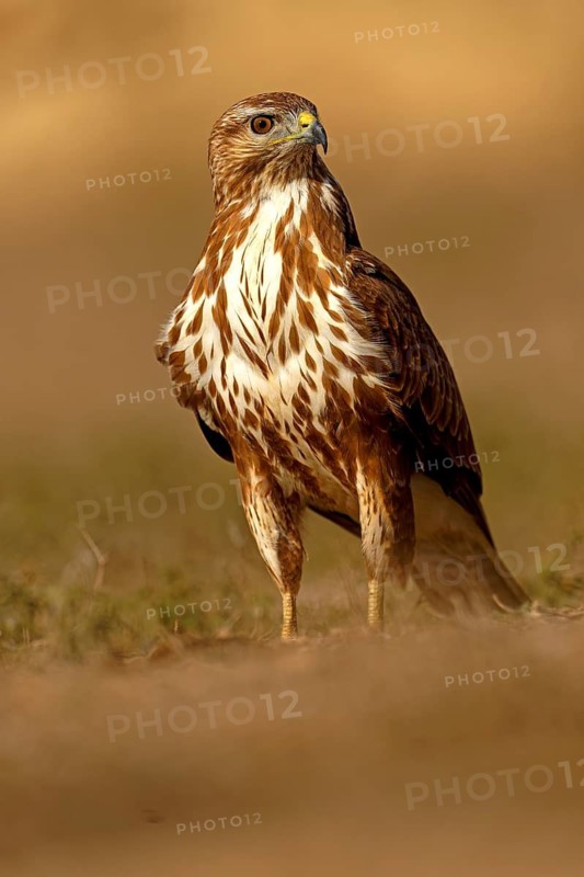 Steppe buzzard (Buteo buteo), portrait, Catalonia, Pyrenees, Spain