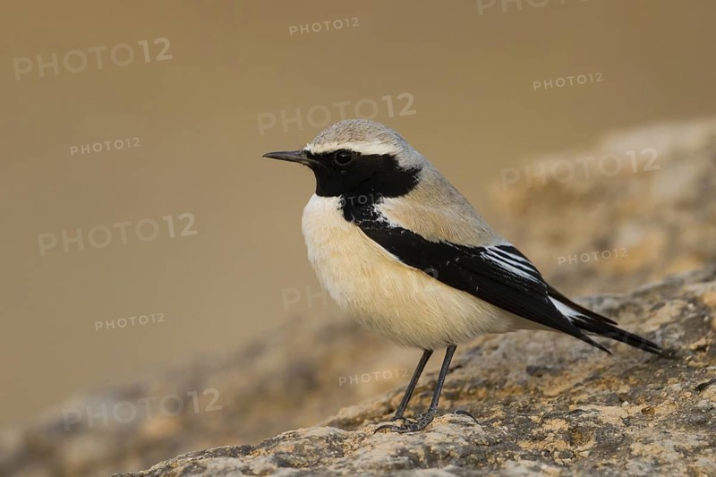 Desert Wheatear (Oenanthe deserti), Oman