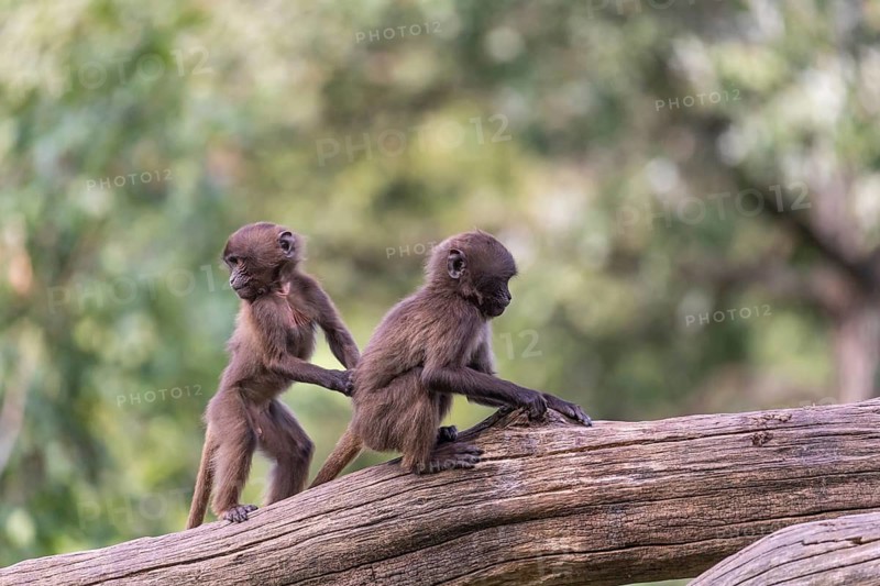 Two baby Gelada (Theropithecus gelada), or bleeding-heart monkey playing on a log. A green forest in the background