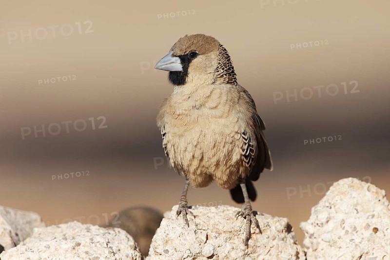 Sociable Weaver (Philetairus socius), Namibia