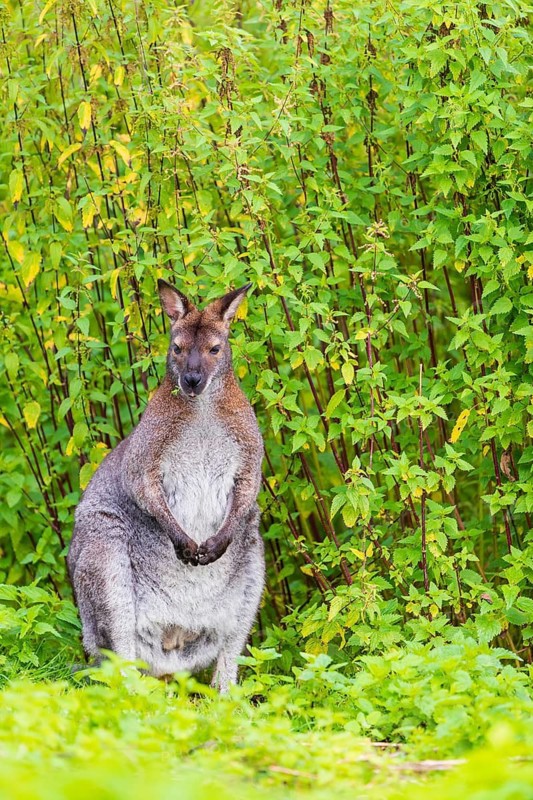 Red-necked wallaby or Bennett's wallaby (Macropus rufogriseus) sits on a green meadow with dense green vegetation in the background
