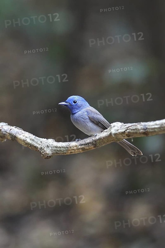 Black-naped Monarch (Hypothymis azurea) female perched on a branch, Kaeng Krachan, Thailand
