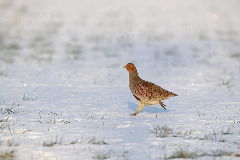 Grey or English or Hungarian partridge (Perdix perdix) adult game bird running in a snow covered farmland field in winter, Suffolk, England, United Kingdom