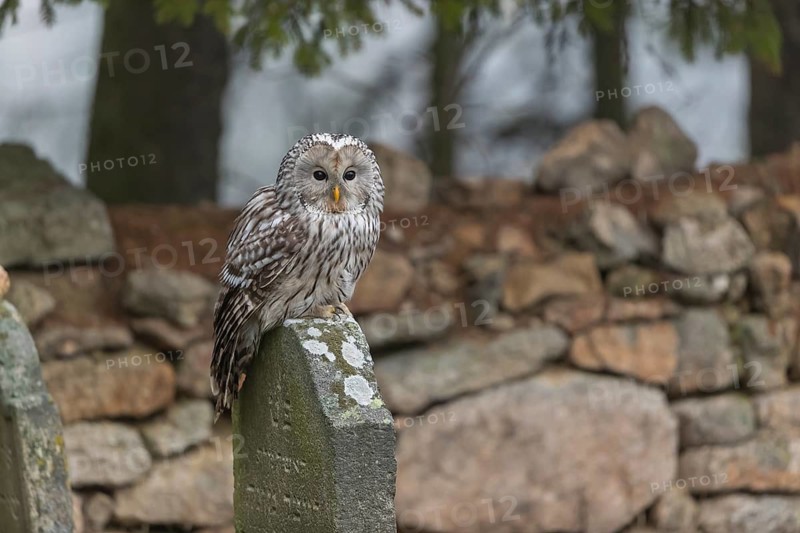 One Ural owl (Strix uralensis) sitting on a old jewish gravestone with a natural stone masonry and some trees in the background