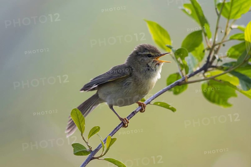 Willow Warbler (Phylloscopus trochilus) male singing from a branch, North-Rhine-Westphalia, Germany