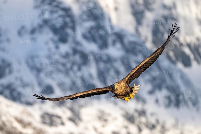 White-tailed eagle (Haliaeetus albicilla), in flight, Lofoten, Norway