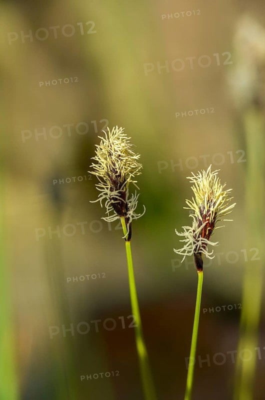 Mountain harrow, Carex Montana, cyperaceae, sour grasses, soft-leaved sedge, flora, high size, vertical format, plants, plants