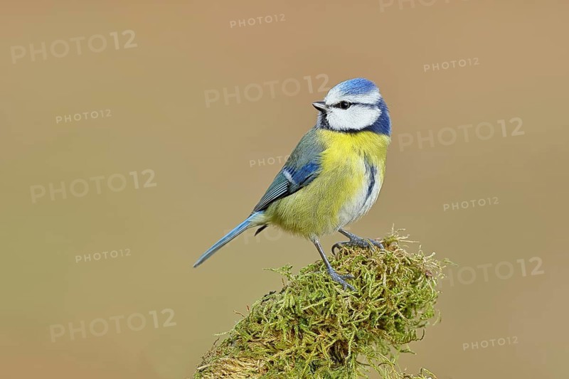 Blue tit (Parus caeruleus), sitting on moss-covered dead wood, Wilnsdorf, North Rhine-Westphalia, Germany