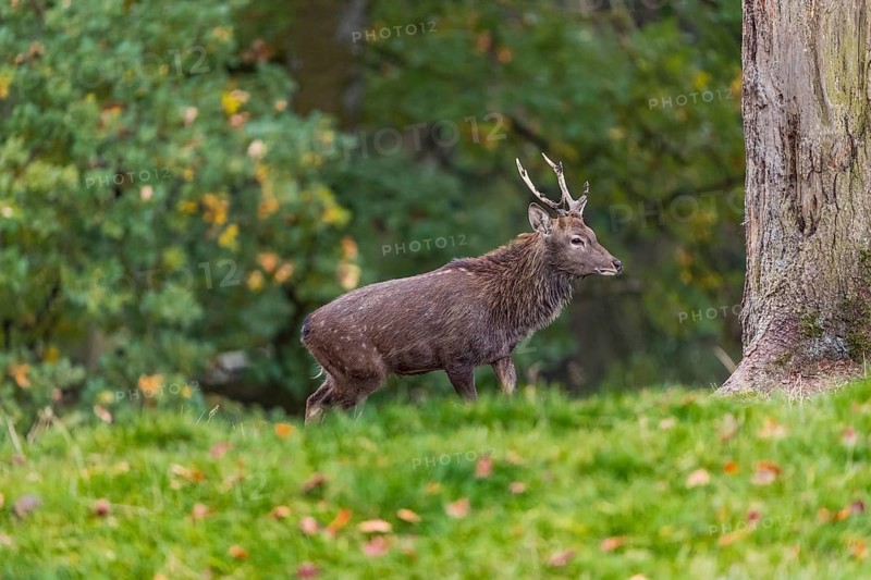 One male Manchurian sika deer or Dybowski's sika deer (Cervus nippon mantchuricus or Cervus nippon dybowskii) standing on a meadow on hilly ground