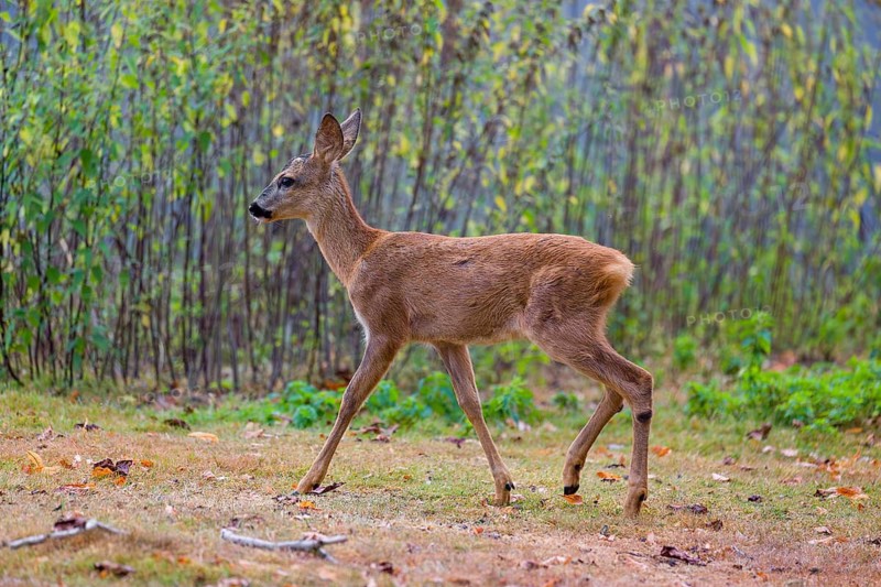 A female roe deer (Capreolus capreolus), runs through a nettle thicket