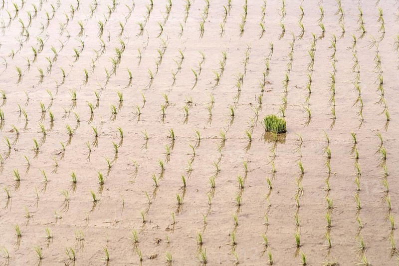 Vibrant green rice seedlings are evenly planted in a flooded paddy field, showcasing the start of a new growing season in Asian agriculture. The water reflects the serene atmosphere