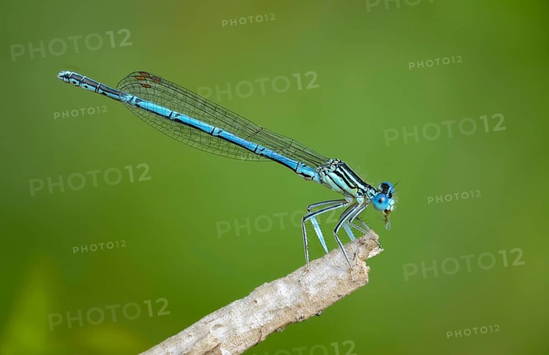 Blue feather dragonfly, common feather dragonfly, Platycnemis pennipes, white-legged damselfly, damselflies, dragonflies, insects, dragonflies, males, zygoptera